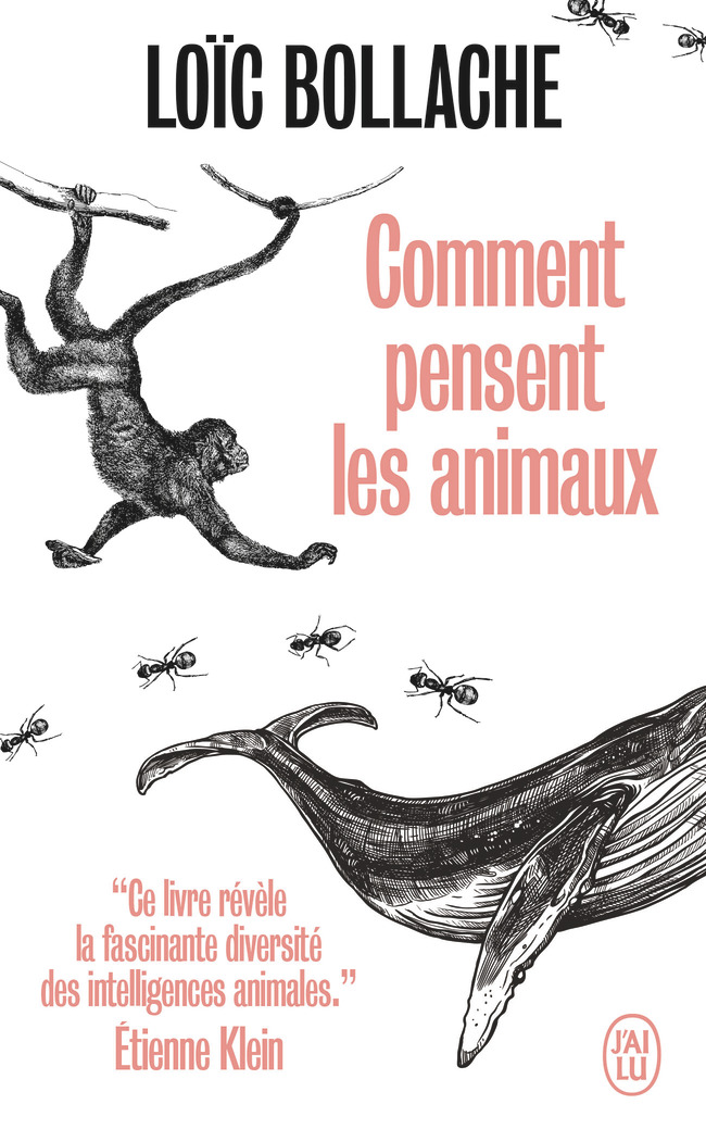 Le chat du bibliothécaire tome 1 - succès mortel
